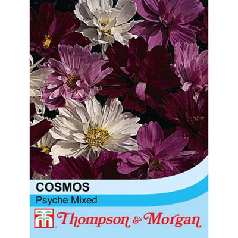 Image of Thompson & Morgan Cosmos Psyche 1 Packet (100 Seeds)