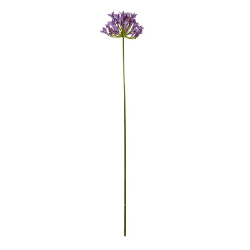 Image of Lilac Agapanthus Spray