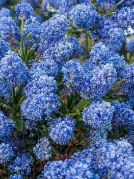 Image of Ceanothus Thyrsiflorus Var Repens 3 X 9Cm Pot