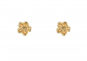 Image of Estella Bartlett EB536C ladies earrings Gold Silver