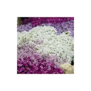 Image of Phlox collection 6 x 9cm pots