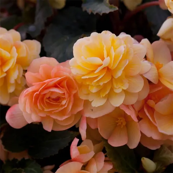 Image of YouGarden Begonia Apricot Shades Improved (20 Garden Ready P Garden Flowers and Plants 20 Plants Multi 40560499000