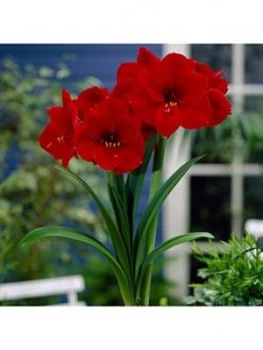 Image of Red Amaryllis Bulb Size 26/28