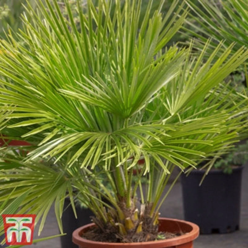 Image of Thompson & Morgan Chamaerops Humilis Vulcano 22Cm Pot X 1