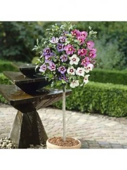 Image of Hibiscus Tricolour Standard 1M In Bud