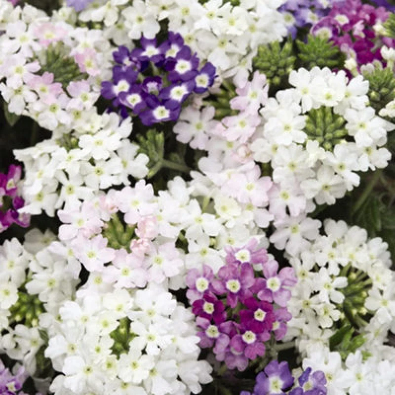 Image of Thompson & Morgan Verbenaxhybrida Scentsation Mixed 1 Packet (50 Seeds)