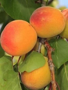 Image of Apricot Polonais 5L