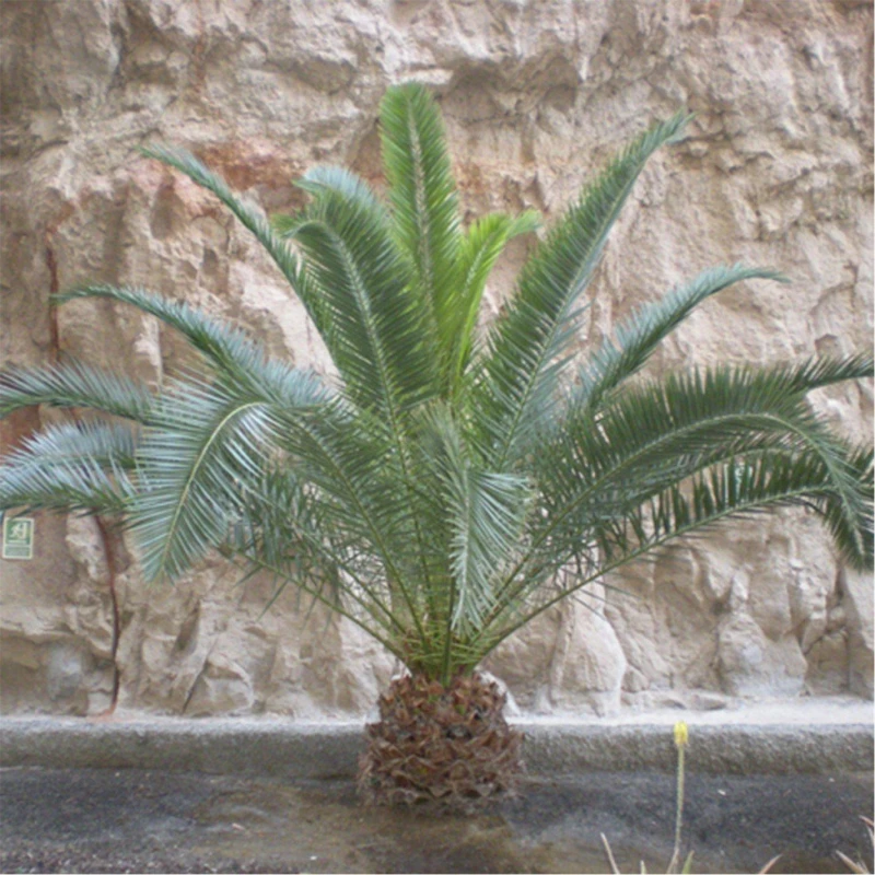 Image of YouGarden Phoenix canariensis 19cm 80-100cm Green unisex 19cm pot