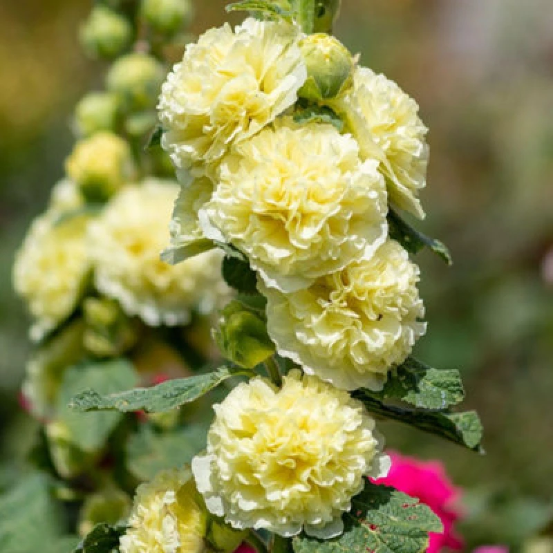 Image of Thompson & Morgan Alcea Rosea Double Yellow Hollyhock Seeds - Tall Cottage Garden Perennial 25 Seeds