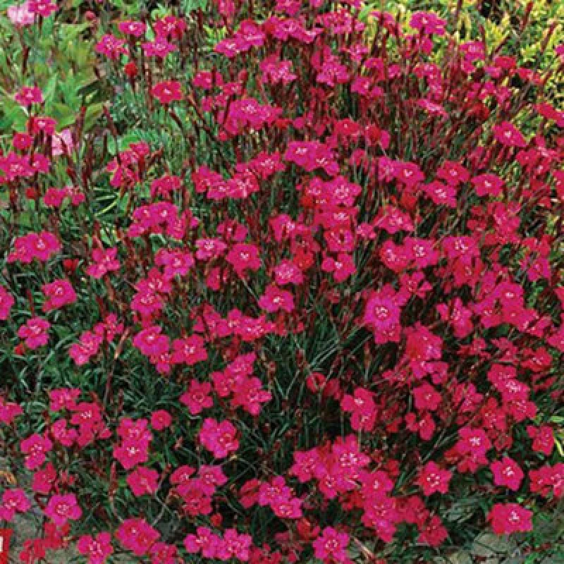Image of Thompson & Morgan Dianthus Maiden Pink Brilliancy 1 Packet (200 Seeds)