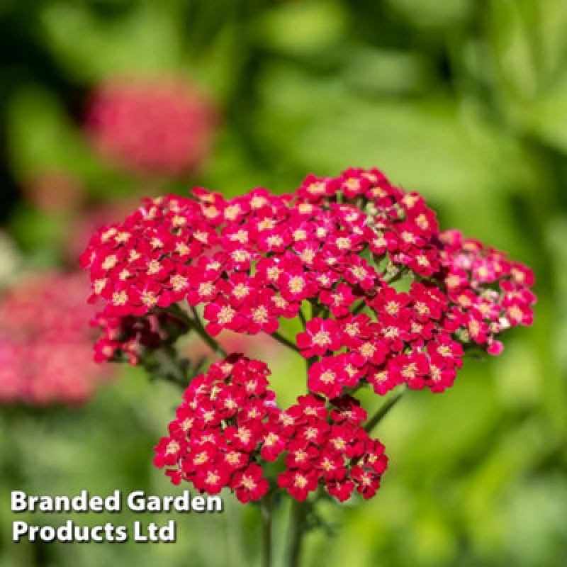 Image of Thompson & Morgan Achillea Cerise Queen 24 Plug Plants