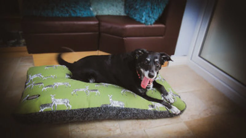 Image of Snug & Cosy Pets Snug And Cosy Sage Deer Pet Dog Bed Lounger Cushion Large