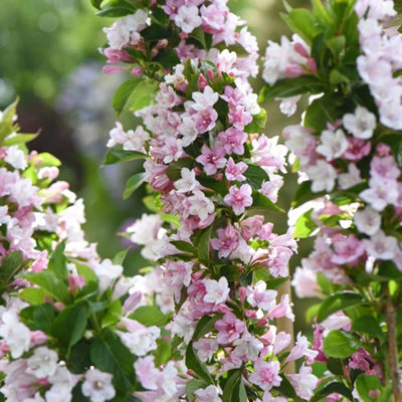 Image of Thompson & Morgan Weigela Towers Of Flowers Apple Blossom 9Cm Potted Plant X 3