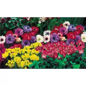 Image of Thompson & Morgan Thompson and Morgan Crazy Colour Collection 50 Bulbs