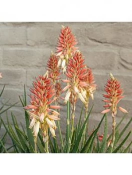 Image of Aloe Safari Sunrise' 13Cm Pot