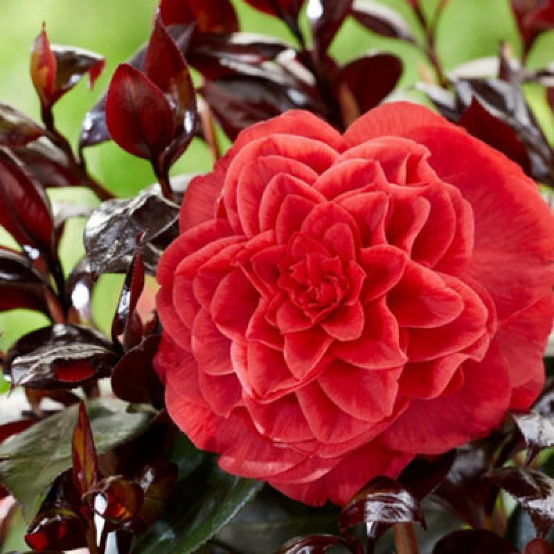 Image of Thompson & Morgan Camellia Japonica Femme Fatale 15Cm Potted Plant X 2