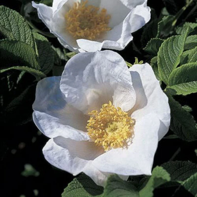 Image of Inspirational Gifting 1-2ft White Hedging Rose (Rosa Rugosa 'alba') Bare Root Hedging Plants Tree Sapling - Pack Of 10