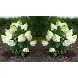 Image of Thompson & Morgan Thompson and Morgan Hydrangea paniculata 'Magical Moonlight' 9cm pot - 1 plant