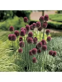Image of Allium Sphaerocephalon (Drumsticks) 100 Bulbs
