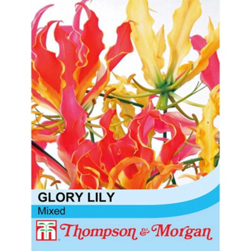 Image of Thompson & Morgan Glory Lily (Mixed) (Glorisoa Superba) 1 Seed Packet (4 Seeds)