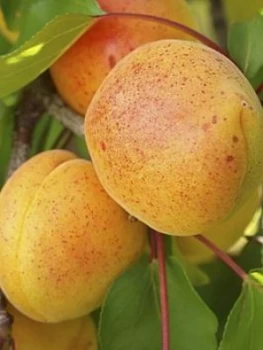 Image of Apricot 'Early Moorpark 1.4M Bare Root Tree