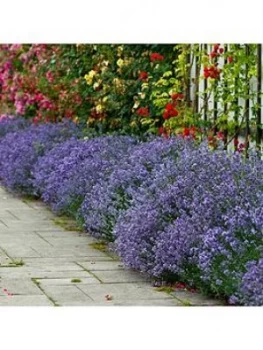 Image of English Lavendar 'Munstead' X 12 Plug Plants