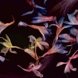 Image of David Collier - Smacht Vinyl