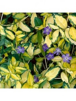Image of You Garden Vinca Minor 'Illumination' 2L