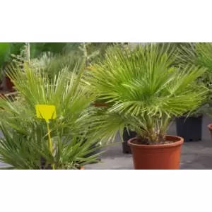 Image of Thompson & Morgan Thompson and Morgan Chamaerops humilis - 19cm x 2 plants
