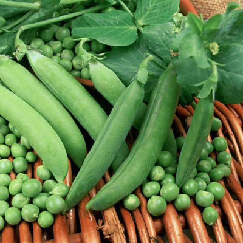 Image of Thompson & Morgan Pea Alderman - Heritage 1 Seed Packet 200 Seeds