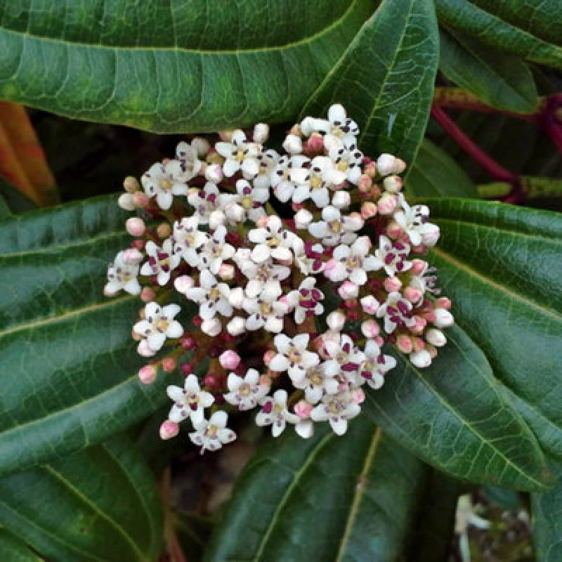 Image of You Garden Viburnum Davidii (17Cm Pot) One Colour WFHUK Unisex