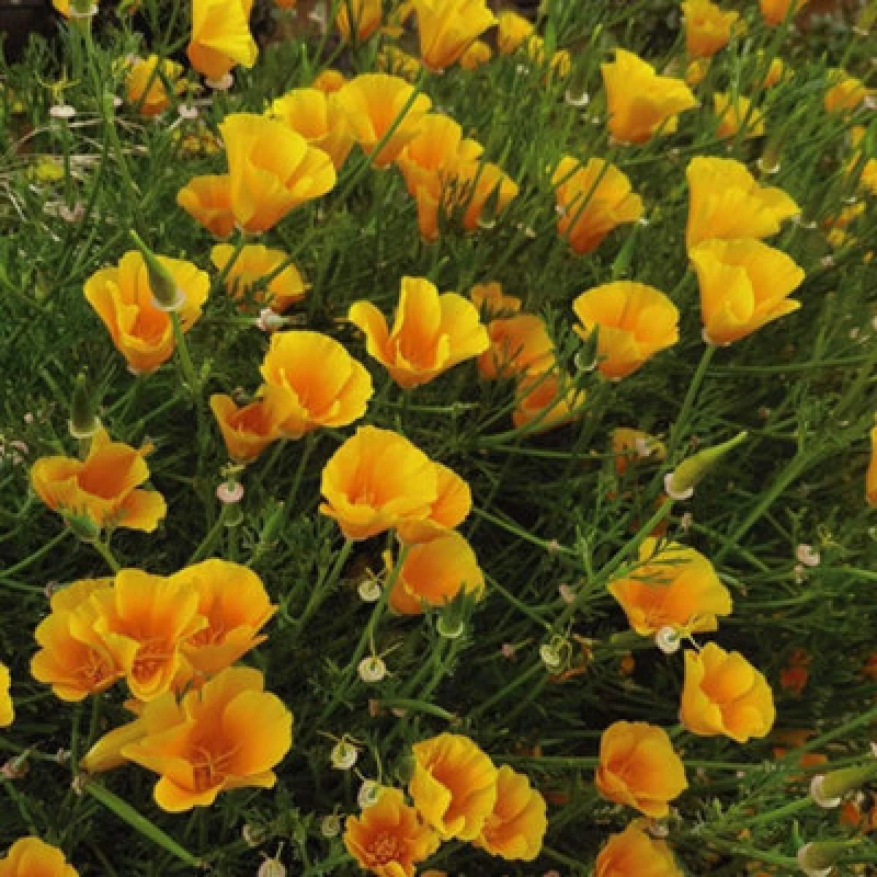 Image of Thompson & Morgan Eschscholzia Mexicana Sun Shades 1 Seed Packet (100 Seeds)
