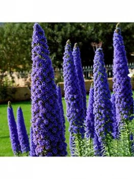 Image of Echium 'Pride Of Madeira' 2L Potted Plant