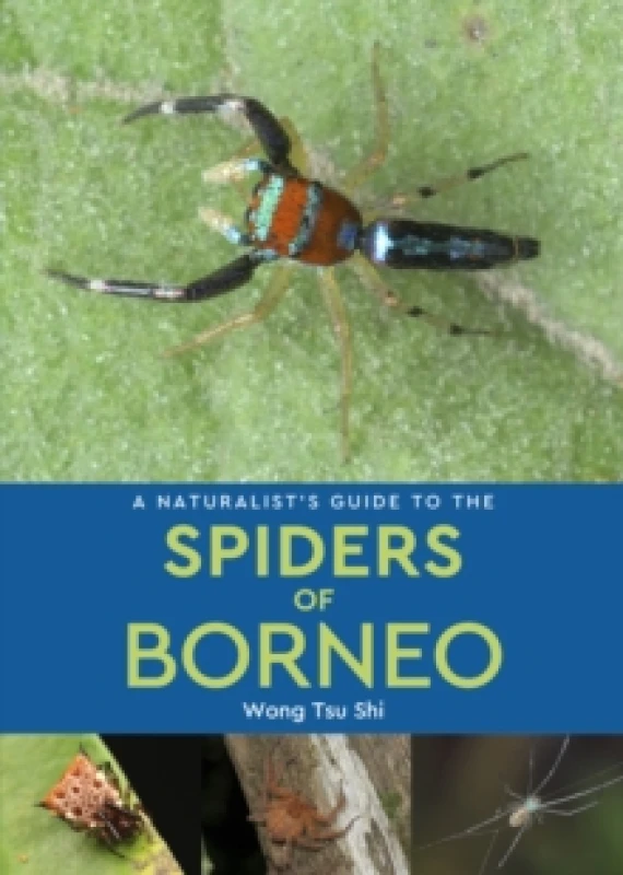 Image of A Naturalist's Guide to the Spiders of Borneo Paperback / softback