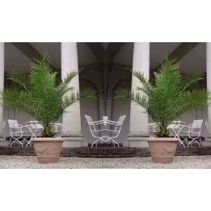 Image of Thompson & Morgan Thompson and Morgan Canary Island Date Palm 1.5 litre pot - 2 plants(Phoenix Palm)