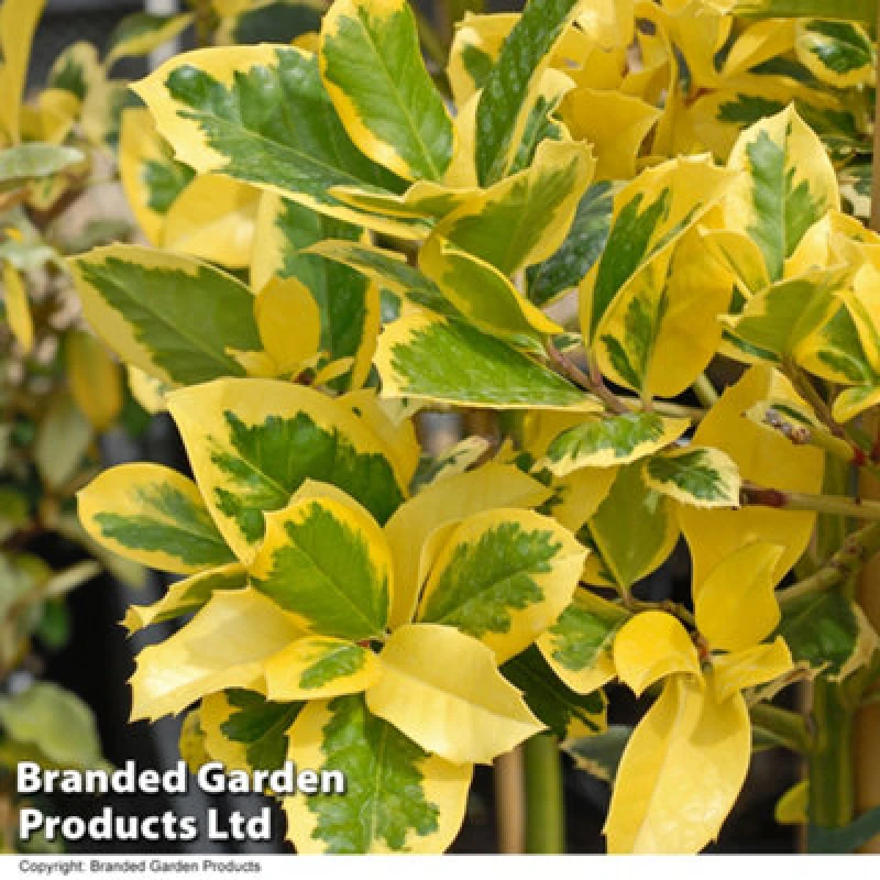 Image of Thompson & Morgan Ilex (Holly) Altaclerensis Golden King 3 Litre Potted Plant X 1