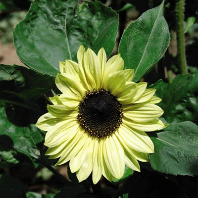 Image of Thompson & Morgan Sunflower Valentine 1 Seed Packet