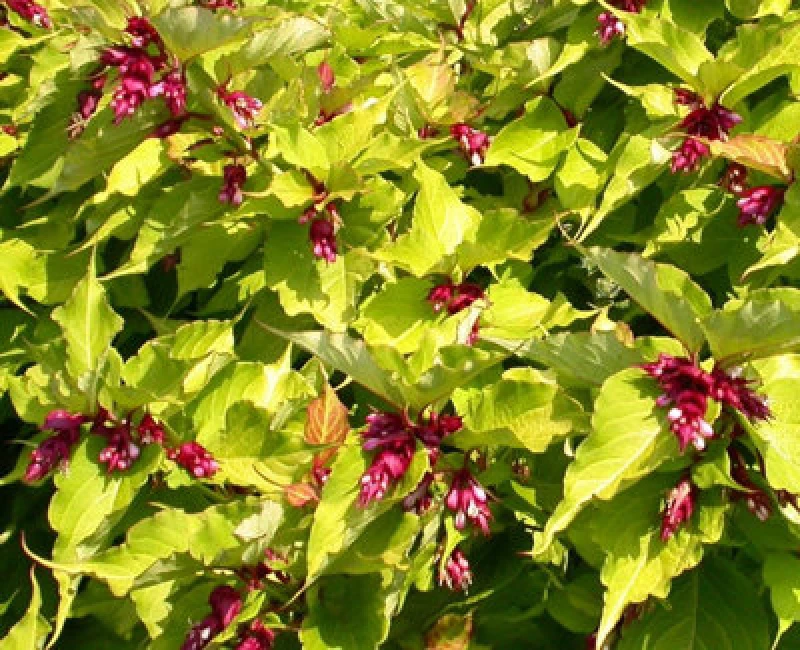 Image of Direct Plants Leycesteria Golden Lanterns Himalayan Honeysuckle Shrub Extra Large Plant Supplied In A 3 Litre Pot