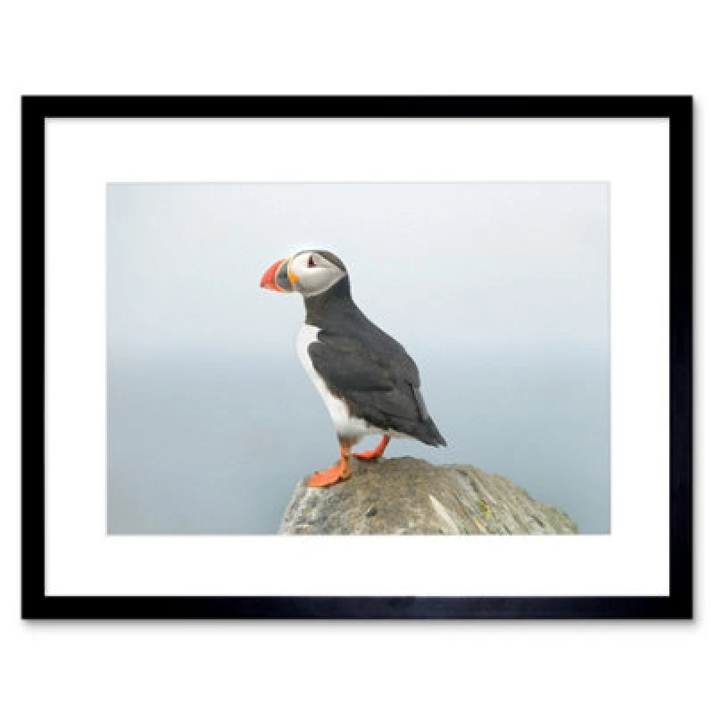 Image of Artery8 Atlantic Puffin Bird Rock Sea Photo Home Decor 12X16" Framed Wall Art Print