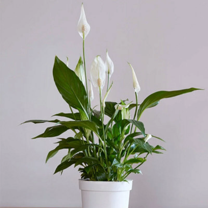 Image of You Garden Spathiphyllum Cupido In A 9Cm Pot