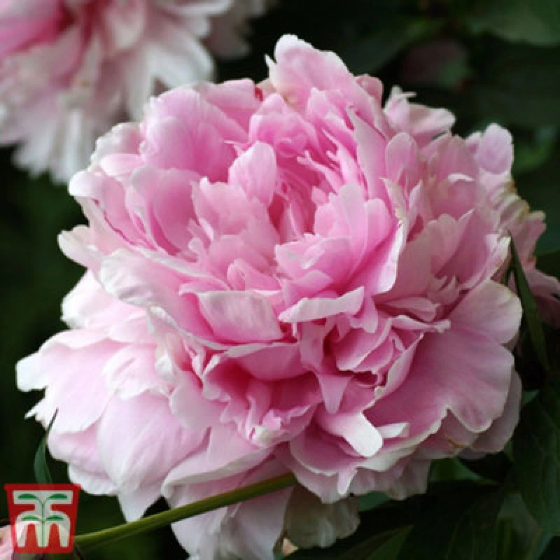 Image of Thompson & Morgan Peony Double Pink 9Cm Potted Plant X 2