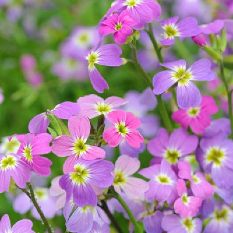 Image of Thompson & Morgan Stocks Virginian Mixed 1 Packet (1000 Seeds)