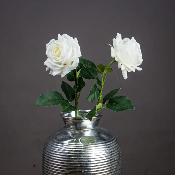 Image of Large White Garden Rose