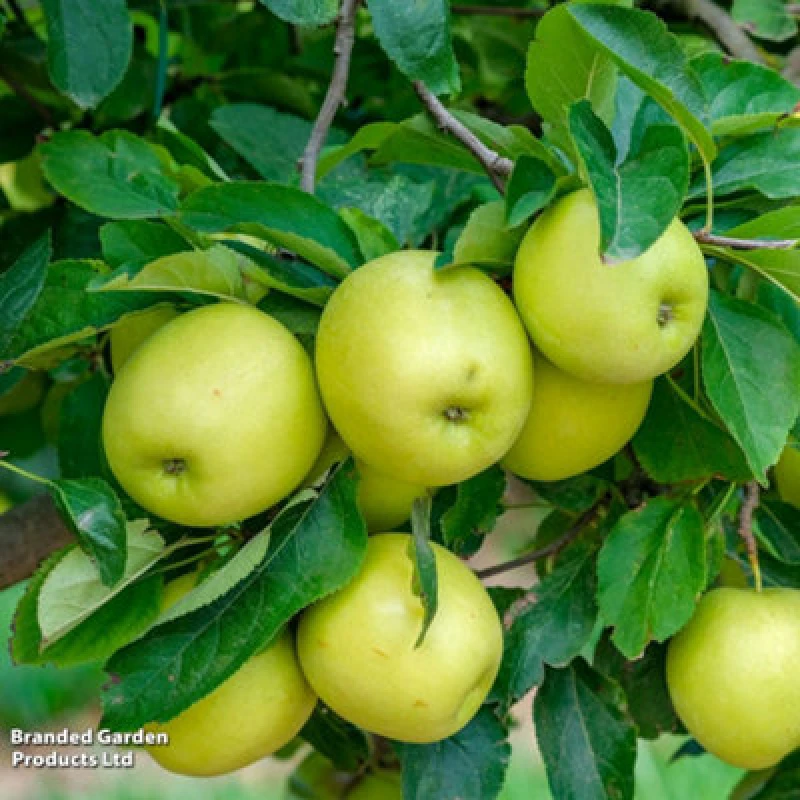 Image of Thompson & Morgan Dwarf Patio Apple Tree - Apple (Malus) Mini Yellow Golden 9Cm Potted Plant X 1