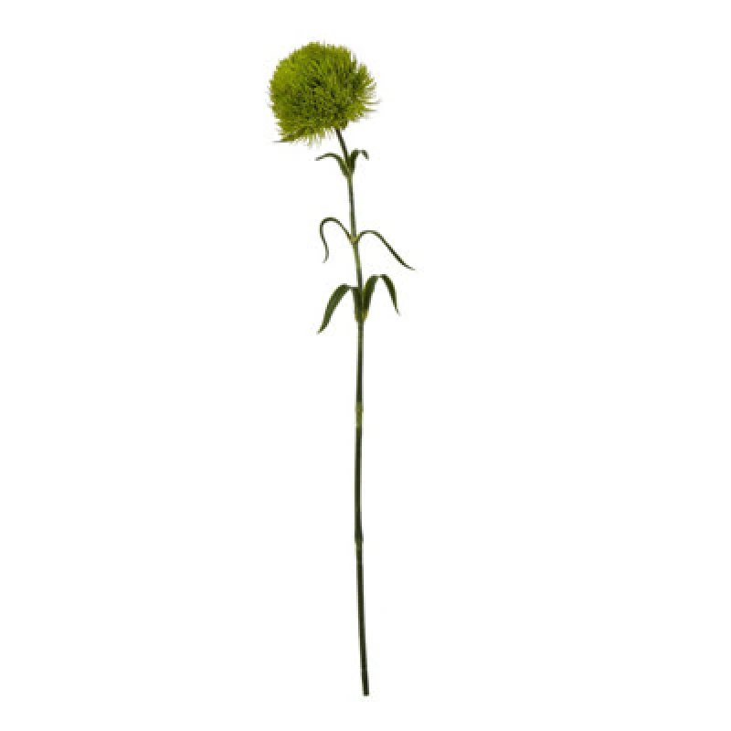 Image of Light Green Dianthus Stem