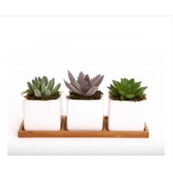 Image of Potted Succulents on Tray (Set of 3)