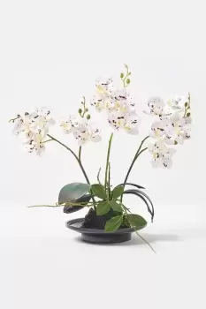 Image of White Orchid 38cm Phalaenopsis in Ceramic Pot