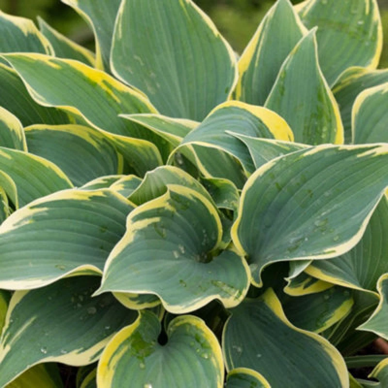 Image of Thompson & Morgan Hosta First Frost 9Cm Potted Plant X 2