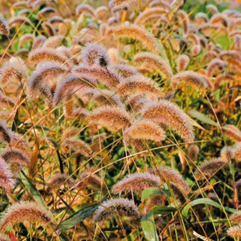 Image of Thompson & Morgan Setaria Viridis Caramel Ornamental Grass Seeds - Fluffy Green To Buff-Pink Flowerheads - 1 Packet (150 Seeds)