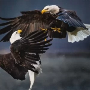 Image of Retriever by Vita Bergen Vinyl Album